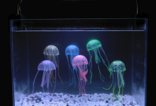 The Pros and Cons of Keeping a Jellyfish as a Pet