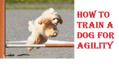 How To Train A Dog For Agility