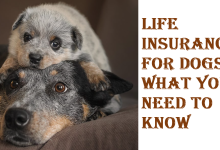 Life Insurance for Dogs
