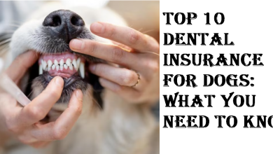Dental Insurance for Dogs