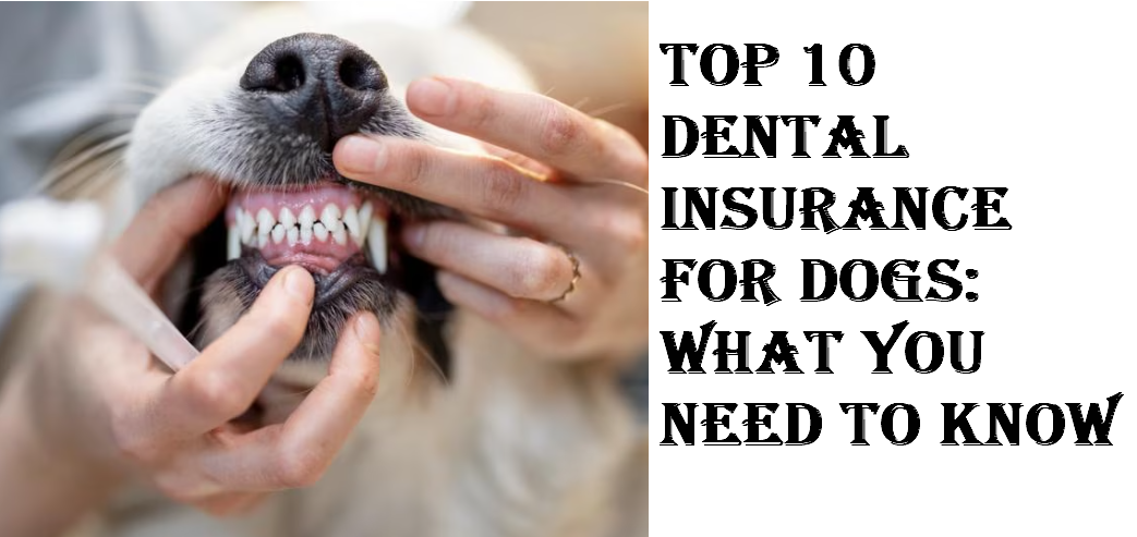 Dental Insurance for Dogs