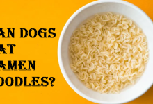 Can Dogs Eat Ramen Noodles
