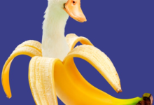 Can Ducks Eat Bananas