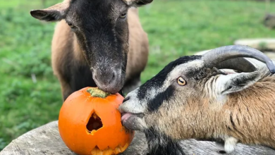 Can Goats Eat Pumpkin