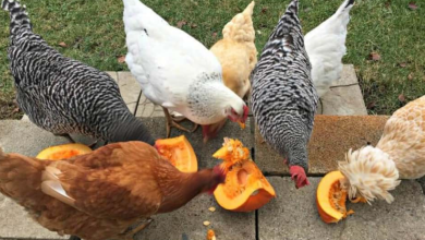 Can Chickens Eat Pumpkin Seeds