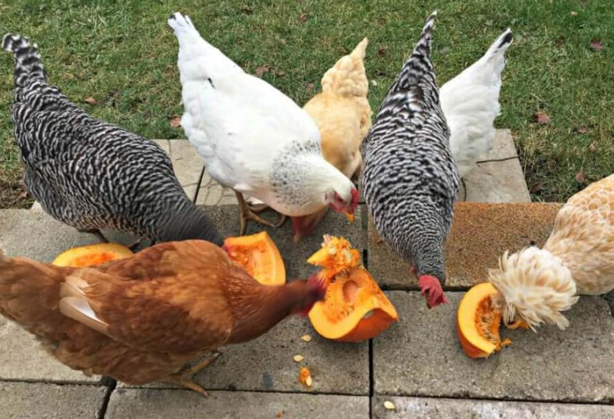 Can Chickens Eat Pumpkin Seeds